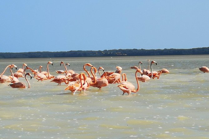 Cenote Suytun & Rio Lagartos & Las Coloradas - Getting From Playa del Carmen: Pickup Times That Set the Tone