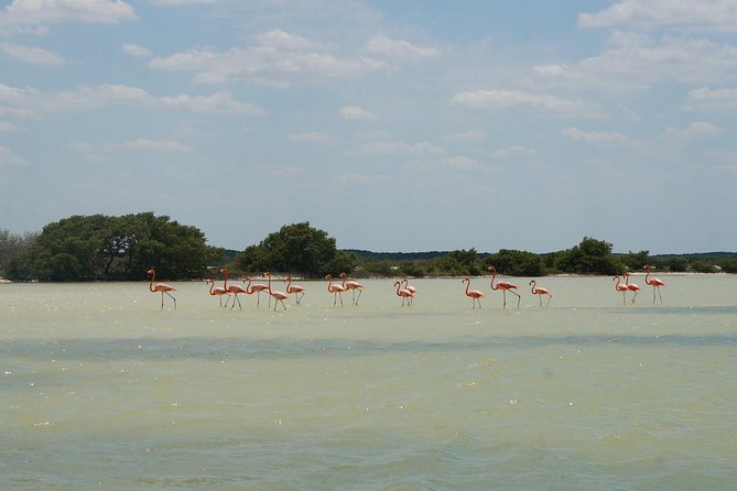 Cenote Suytun & Rio Lagartos & Las Coloradas - Lunch and Transportation Value: Why This Price Adds Up