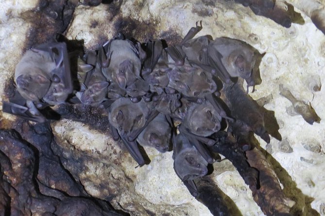 Cenotes diving Dos Ojos and The Bat Cave - The Bat Cave cenote: where darkness and tunnels become part of the show