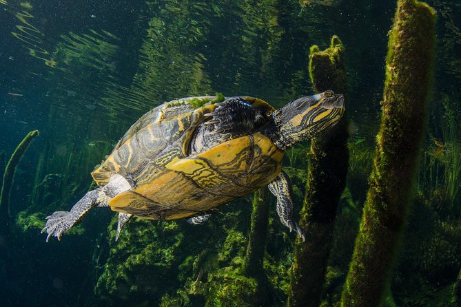 Cenotes snorkeling excursion - The Snorkeling Part: Guided, Structured, and Built for Comfort