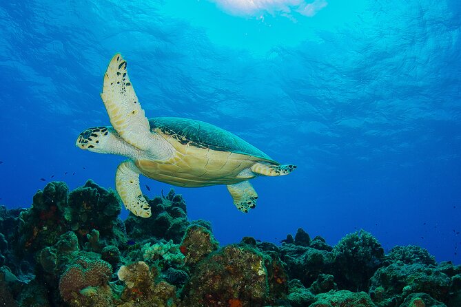 Cozumel Dive Package - Certified Divers from the Riviera Maya (4 dives) - Day 1 on the Riviera Maya Reefs: Reef Shapes You Can Look For