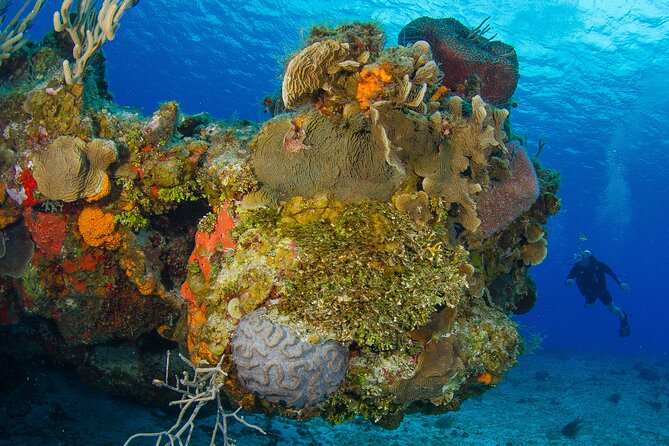 Cozumel Dive Package - Certified Divers from the Riviera Maya (4 dives) - Safety and Comfort: Conditions Change, and You Should Plan for That