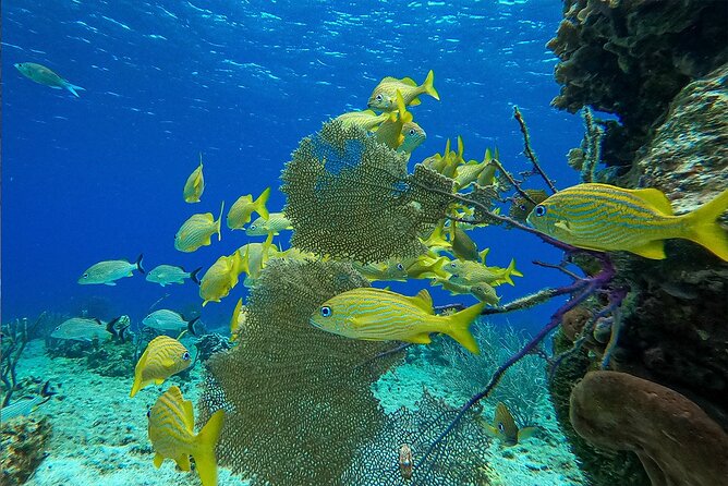 Cozumel Private Yacht and Snorkel with Lunch and Open Bar Onboard - Who should book this Cozumel yacht-and-snorkel trip