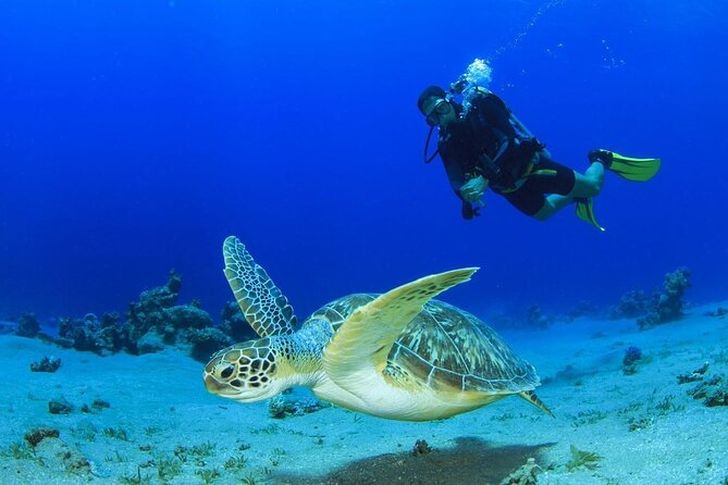 Discover Scuba Diving & Beach Club with Transportation In Riviera Maya - Key highlights to know before you go