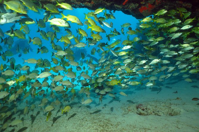 Discover Scuba Diving Course in Playa del Carmen with Two Coral Reef Dives - Who should book this Playa del Carmen try-scuba day?