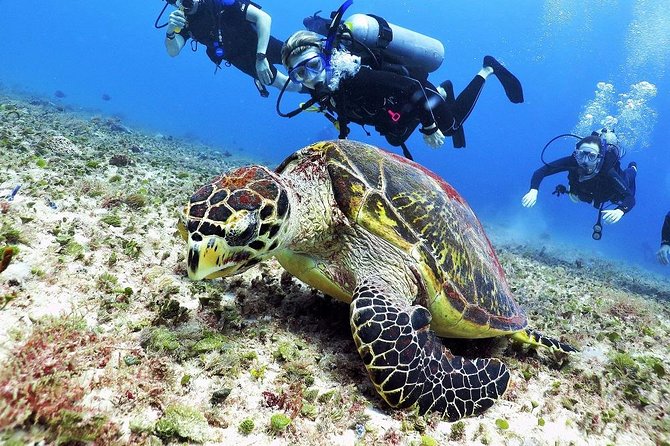 Discover Scuba Diving Course in Playa del Carmen with Two Coral Reef Dives - Tips to get more fun (and less stress) on your first underwater sessions