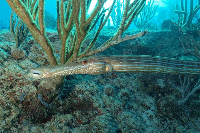 Discover Scuba Diving PADI in Playa del Carmen including underwater video - Inside the PADI Intro Course: Safety, Gear, and Pool Skills