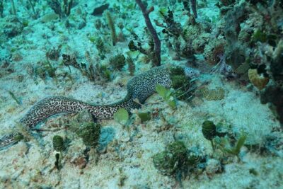 Discover Scuba Diving PADI in Playa del Carmen including underwater video - The Morning Flow: 8:00 Start, Pickup, and a Clean Return