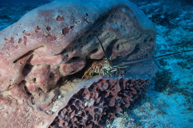 Discover Scuba Diving PADI in Playa del Carmen including underwater video - Two Underwater Sessions: What You’ll Do and What You Might See