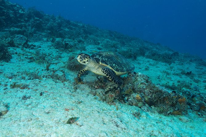 Discover Scuba Diving PADI in Playa del Carmen including underwater video - Underwater Video: The Keepsake That Makes It Feel Complete