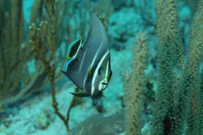 Discover Scuba Diving PADI in Playa del Carmen including underwater video - Instructors Matter: Coach Art and Mario’s Patient Style