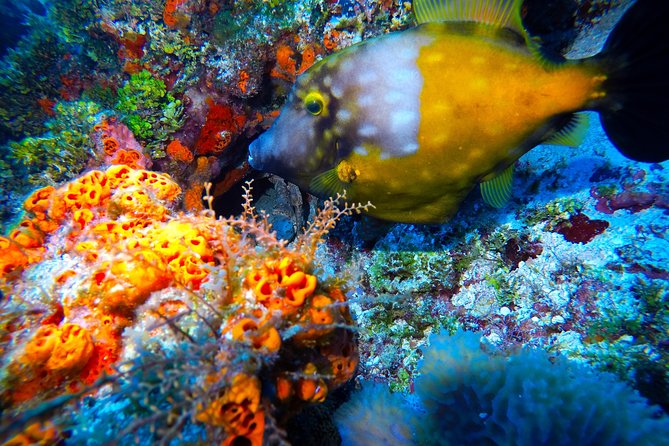 Discover Scuba Diving PADI in Playa del Carmen including underwater video - Who This Suits Best (and Who Should Pause)