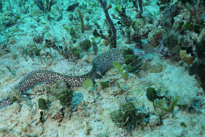 Discover Scuba Diving PADI in Playa del Carmen including underwater video - The Morning Flow: 8:00 Start, Pickup, and a Clean Return