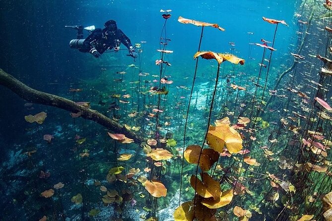Dive into Tulum: Tour 3 Cenotes, from Riviera Maya - Timing That Works: Morning vs Afternoon Tours