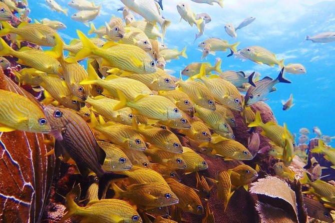 Diving in Cancun Underwater Museum of Art - Price and value: what $240 covers (and what it doesn’t)