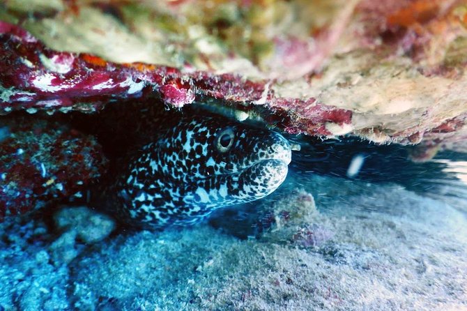 Diving in Cancun Underwater Museum of Art - Certification and eligibility: what you must bring to participate