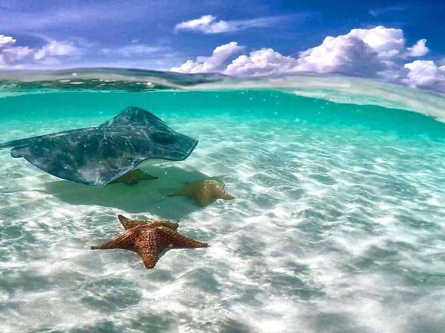 El Cielo and El Cielito in Cozumel with Beach Club, Food, and Open Bar - El Cielo (About 30 Minutes): Starfish Shallows and Fast Photo Chances