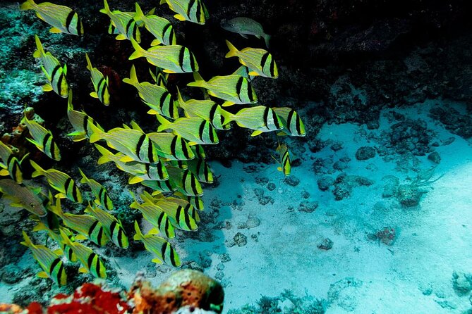 El Cielo Cozumel - Key things to know before you go