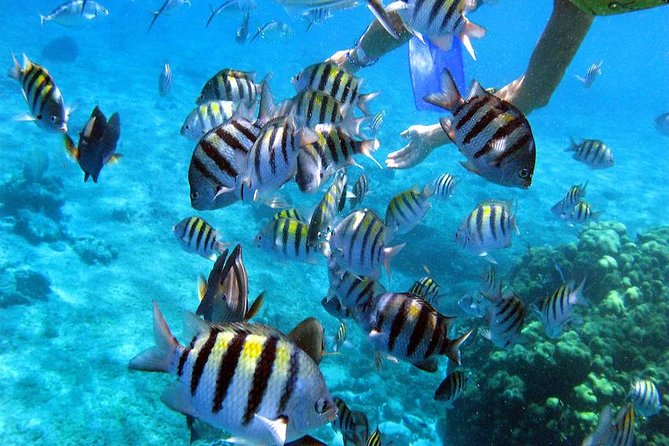 El Cielo Cozumel - Price and what you’re really buying for $168