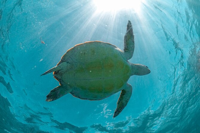 Exotik half a day tour: Cenote Cave and Swimming with Sea Turtles - Cenote Nohoch Nah Chich: your jungle swim through caves