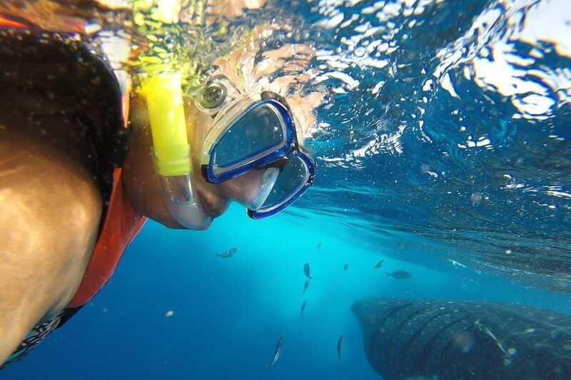 From Playa del Carmen: Whale Shark Tour - Who should book this whale shark snorkel (and who shouldn’t)