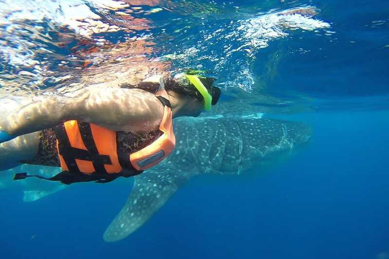 From Playa del Carmen: Whale Shark Tour - Quick tips to improve your odds of a great encounter