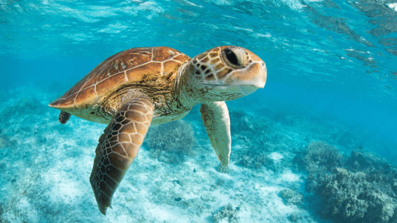 From Tulum: Tulum, Cenote and Turtle Swim Tour at Akumal - Getting the most from the day: what to bring and what not to bring