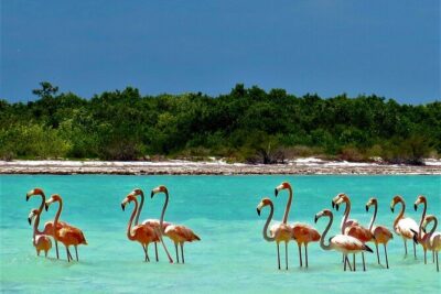 Full Day Excursion to the Best of Holbox From Riviera Maya - Riviera Maya pickup and a 7:00 am start: what this timing means