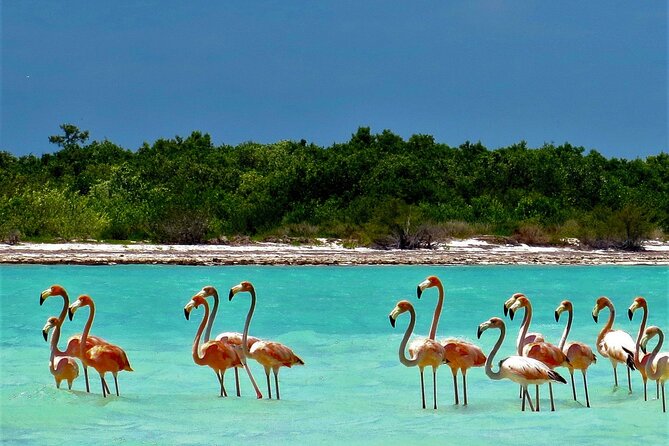 Full Day Excursion to the Best of Holbox From Riviera Maya - Riviera Maya pickup and a 7:00 am start: what this timing means