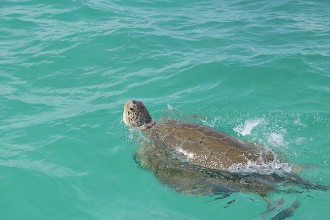 Full Day Guided Tour to Sian Ka'an (short way) - Getting from Playa del Carmen to the biosphere (and why that time matters)