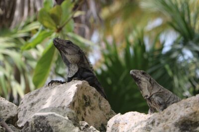 Full Day Guided Tour to Sian Ka'an (short way) - Sian Ka’an with a guide: what the reserve experience actually covers