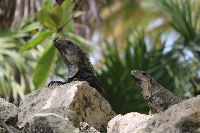 Full Day Guided Tour to Sian Ka'an (short way) - Sian Ka’an with a guide: what the reserve experience actually covers