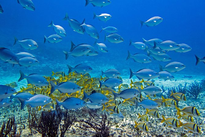 Full-Day Playa del Carmen Reef Diving Activity - Playa del Carmen reef scuba day timing: 10:00 am start, back to the same meeting point