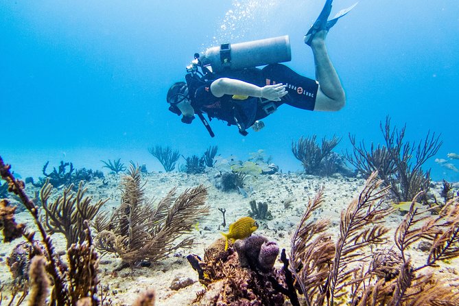 Full-Day Playa del Carmen Reef Diving Activity - Two shallow reef sessions near Playa del Carmen: what you’ll see at 10 m max