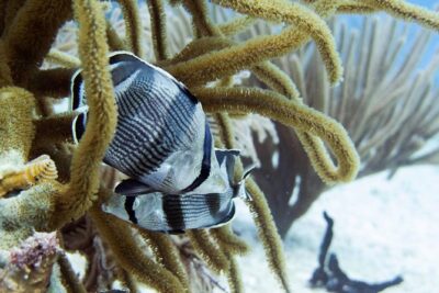 Full-Day Playa del Carmen Reef Diving Activity - Reef marina pool training: chest-deep practice that teaches you how to breathe and communicate