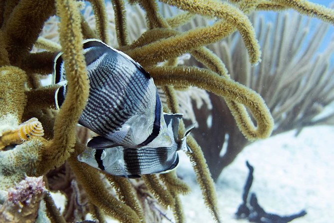 Full-Day Playa del Carmen Reef Diving Activity - Reef marina pool training: chest-deep practice that teaches you how to breathe and communicate