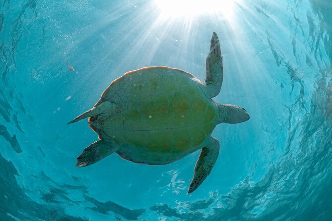 Half-day Tour Sea Turtles Encounter in Akumal Bay - From Playa del Carmen: Pickup, Meeting Point, and Timing That Works