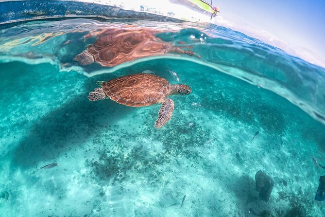 Half-day Tour Sea Turtles Encounter in Akumal Bay - Price and the Real Cost: What $98.12 Actually Means