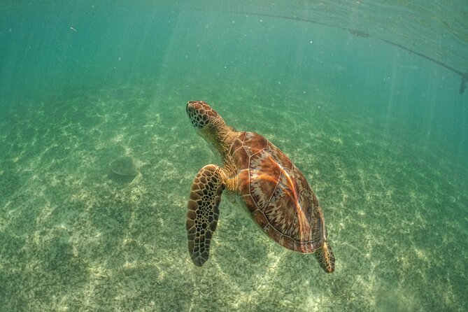 Half-day Tour Sea Turtles Encounter in Akumal Bay - Small Group Size: Why It Feels Less Chaotic