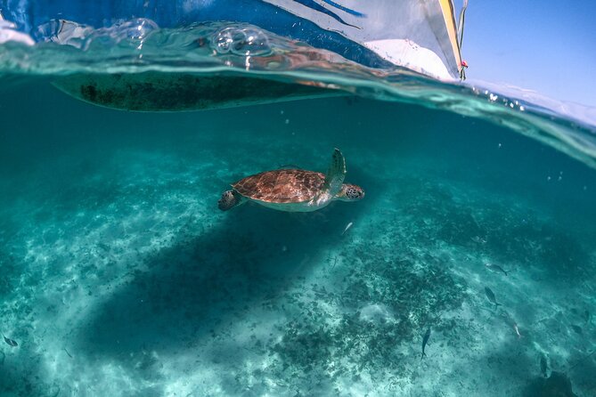 Half Day Tour: Turtles Encounter in Akumal Beach - Key things I’d watch for before you go