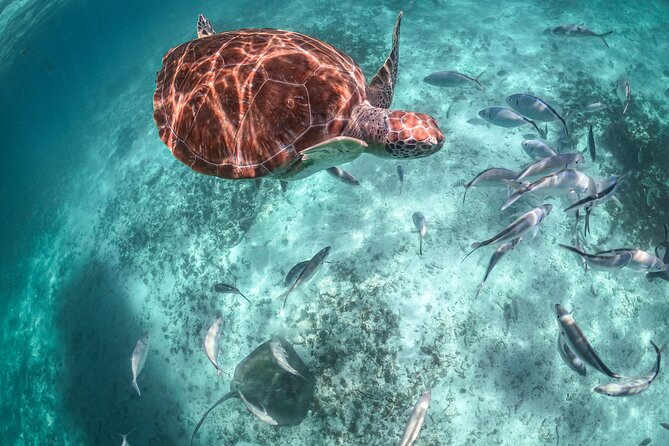 Half Day Tour: Turtles Encounter in Akumal Beach - Akumal turtle snorkeling: what this half day is really about