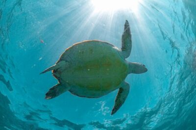 Half Day Tour: Turtles Encounter in Akumal Beach - Timing and meeting points from Playa del Carmen (and what it means for your day)