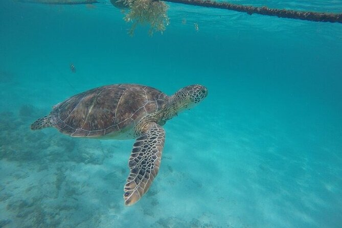 Half Day Tour: Turtles Encounter in Akumal Beach - After snorkeling: snacks, drinks, and real beach breathing room