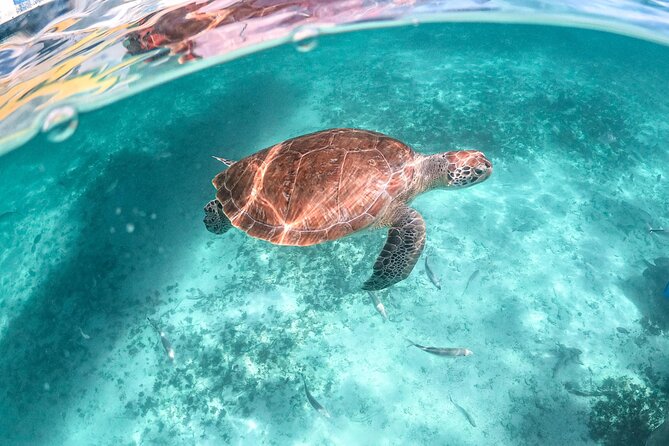 Half Day Tour: Turtles Encounter in Akumal Beach - Group size and pacing: why max 18 can feel better in the water