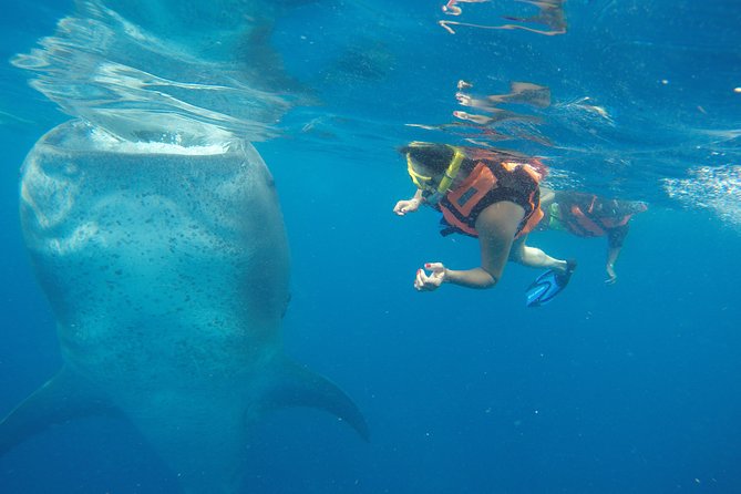 Half Day Whale Shark Tour From Playa del Carmen - Key points to know before you go
