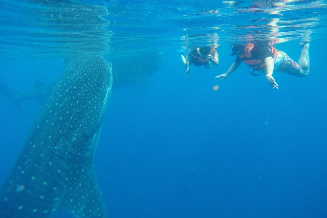 Half Day Whale Shark Tour From Playa del Carmen - Whale sharks out of Playa del Carmen: what makes this tour click