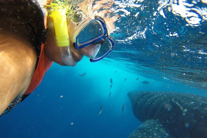 Half Day Whale Shark Tour From Playa del Carmen - Punta Sam stop: where the day turns into a real hunt