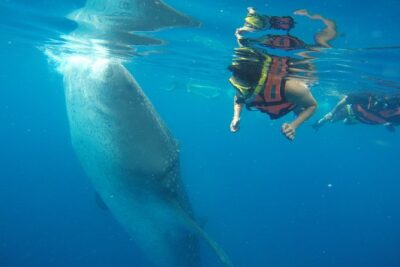 Half Day Whale Shark Tour From Playa del Carmen - The 6:00am pickup and how to keep the day from feeling hectic