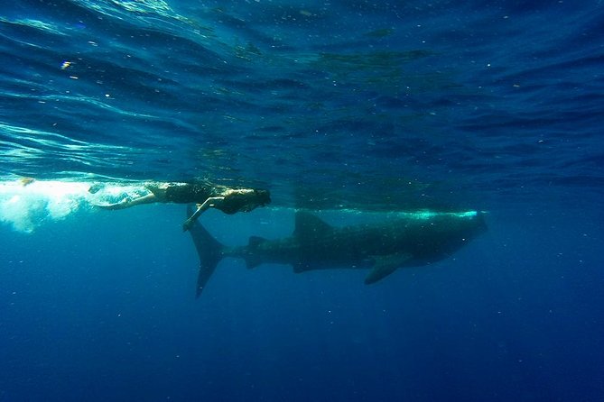 Half Day Whale Shark Tour From Playa del Carmen - Isla Contoy search time: the part you can’t rush