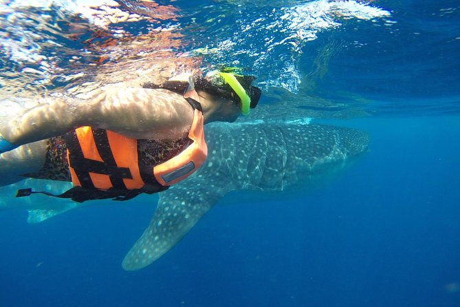 Half Day Whale Shark Tour From Playa del Carmen - The swim vs. stay-on-board choice: do what fits your comfort